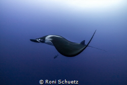 Diving Socorro is a unique experience which can be highly... by Roni Schuetz 